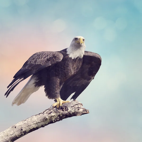 Лисий орел ( Галайєт лейкоцефалія ) — стокове фото