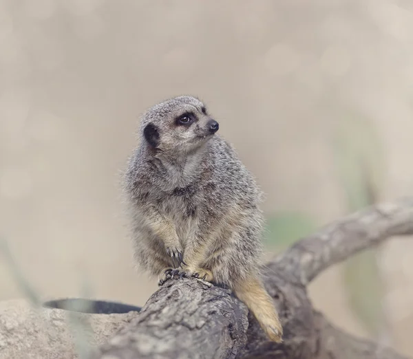 猫鼬 (suricata suricatta) — 图库照片