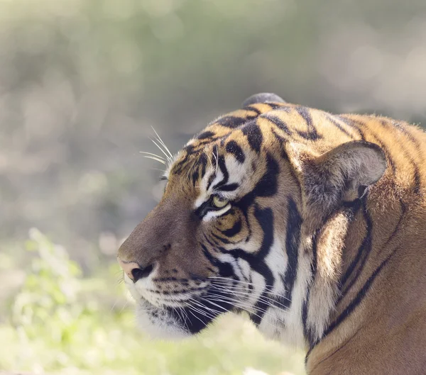 Πορτρέτο της τίγρης — Φωτογραφία Αρχείου