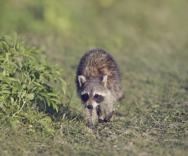 Young Raccoon Walking — Stock Photo, Image