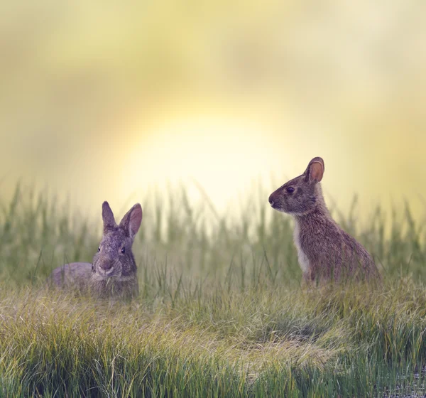 Two Marsh Rabbits — Stock Photo, Image
