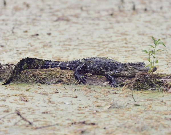 Giovane Florida Alligator — Foto Stock