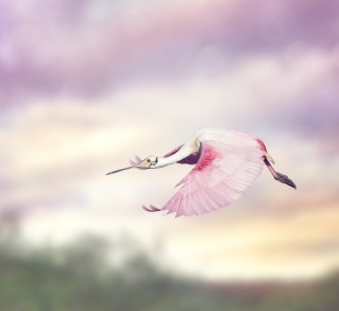 pembe kaşıkçı (platalea ajaja) 