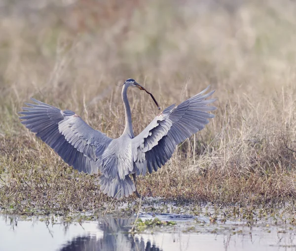 Velká modrá volavka — Stock fotografie