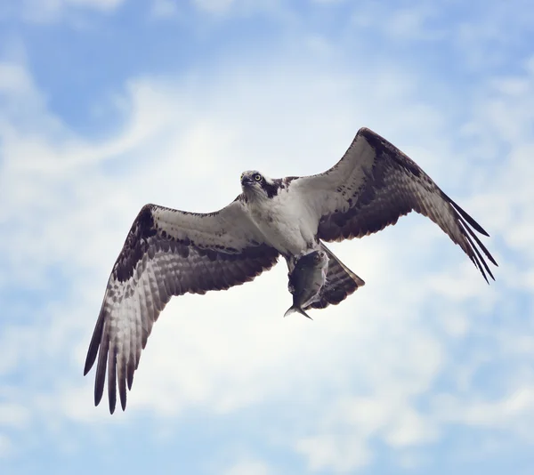 Osprey com peixes — Fotografia de Stock