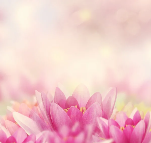 Water Lily Background — Stock Photo, Image