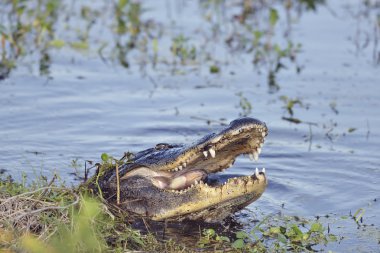 Vahşi Florida timsah