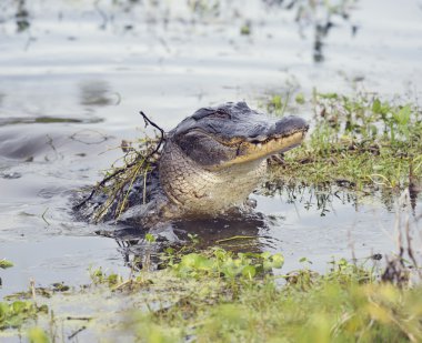 Vahşi Florida timsah