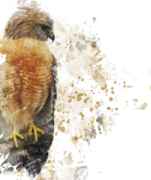 Rode schouders Hawk aquarel — Stockfoto