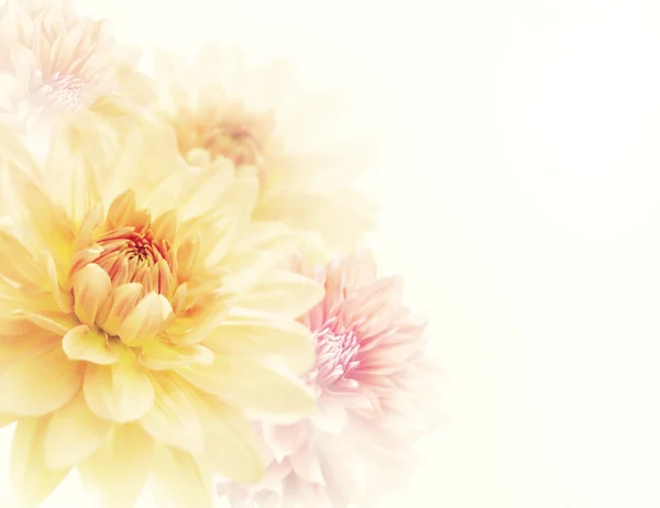Dahlia flores fundo — Fotografia de Stock