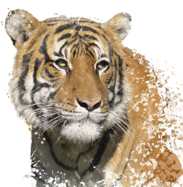 Tiger Portrait Aquarelle — Photo