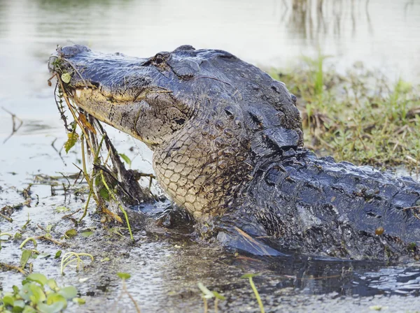 Dziki Florida Alligator — Zdjęcie stockowe