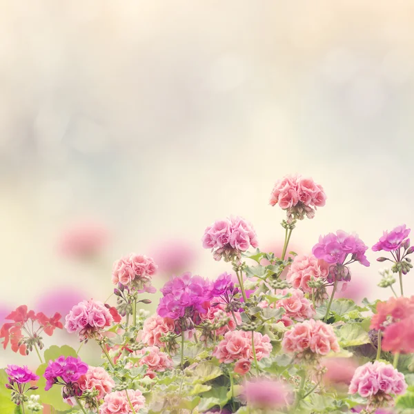 Geranium Flowers Background — Stock Photo, Image