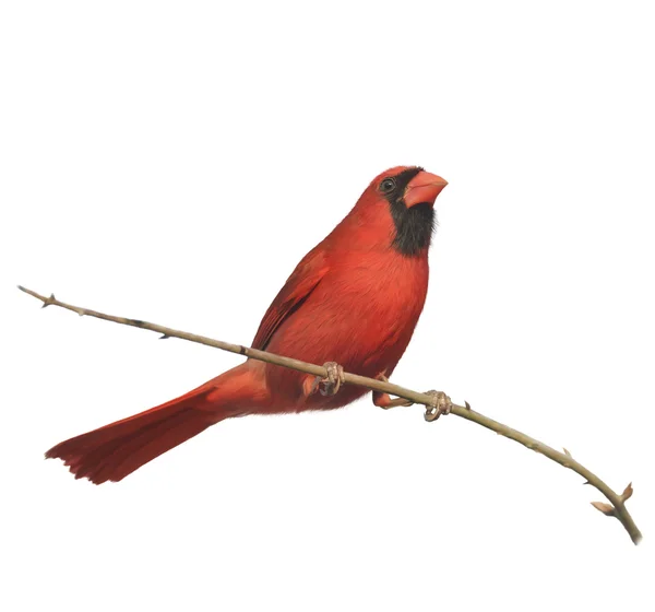 Цифровий живопис чоловічого Північного кардинал — стокове фото
