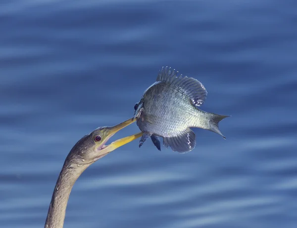 Anhinga z rybą — Zdjęcie stockowe