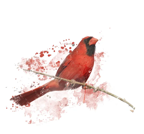 Digital Painting of Male Northern Cardinal — Stock Photo, Image