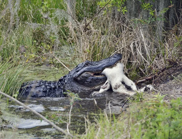Große Florida-Alligatoren fressen — Stockfoto