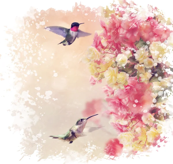 Kolibříci a květiny akvarelem — Stock fotografie