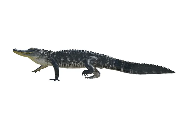 Stora Florida Alligator — Stockfoto