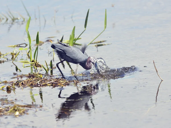 Little Blue Heron — Stock Fotó