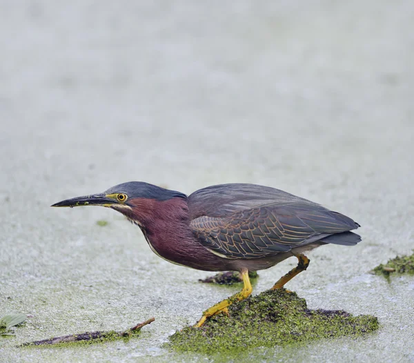 Grön hägerfiske — Stockfoto