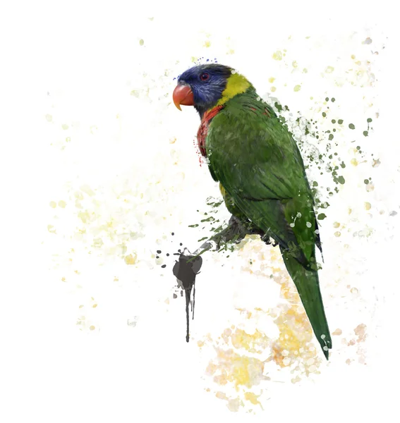 Regenboog vogels aquarel — Stockfoto