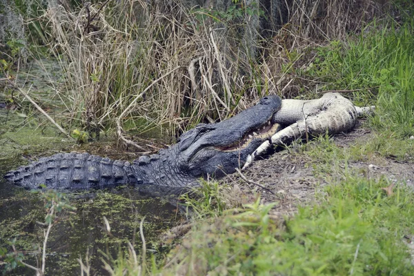 Grande Florida Alligator Comer — Fotografia de Stock