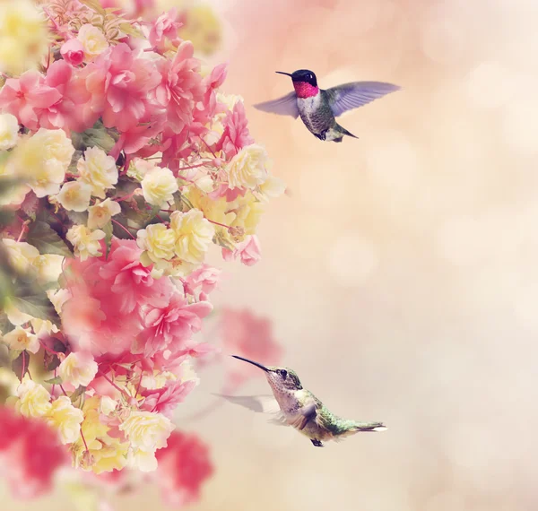 Colibríes y flores — Foto de Stock