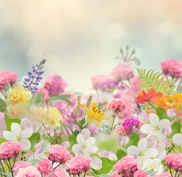 Schöne Blumen Hintergrund — Stockfoto