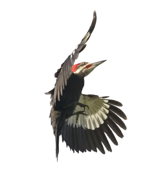 Pileated ağaçkakan suluboya — Stok fotoğraf