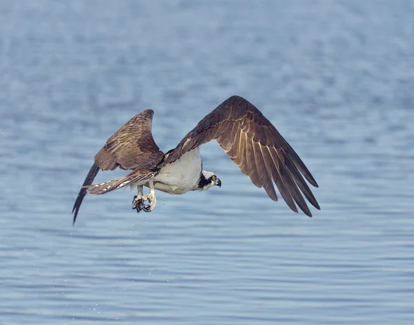 Osprey kartal Balık tutma — Stok fotoğraf