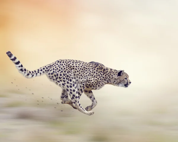 Geparden (acinonyx jubatus) laufen — Stockfoto
