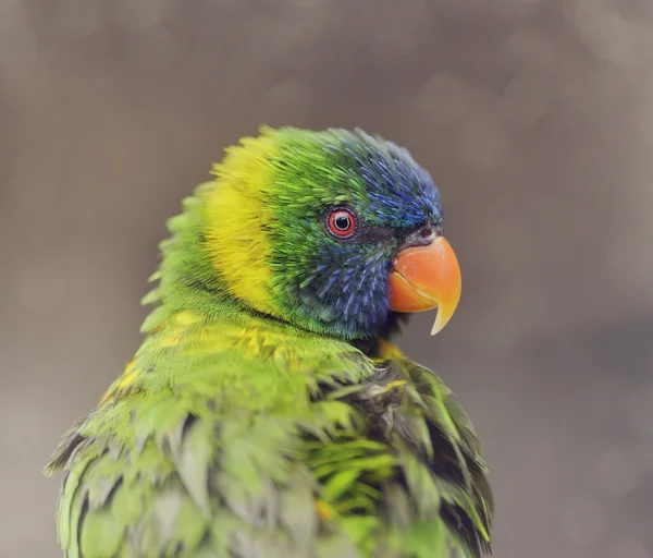 Papuga (rainbow lorikeet) — Zdjęcie stockowe