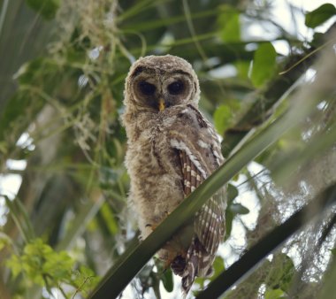  Çubuklu Owlet algılamak