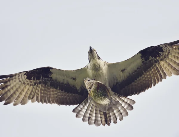 Osprey Eagle with a Fish — Stock Photo, Image