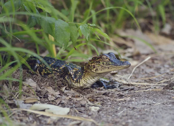Kleiner Floridaalligator — Stockfoto