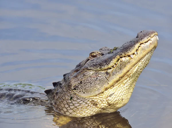 Alligator morrande för en kompis — Stockfoto