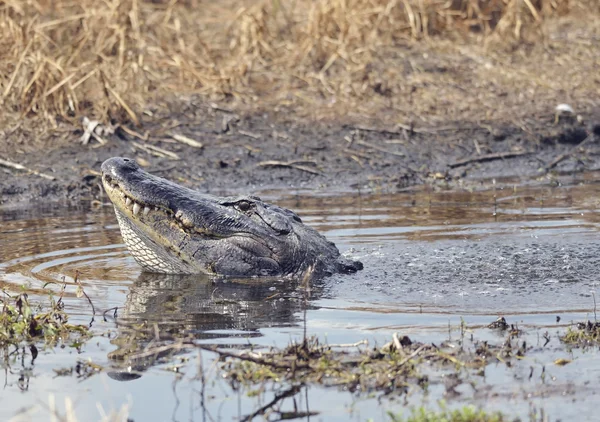 Alligator morrande för en kompis — Stockfoto