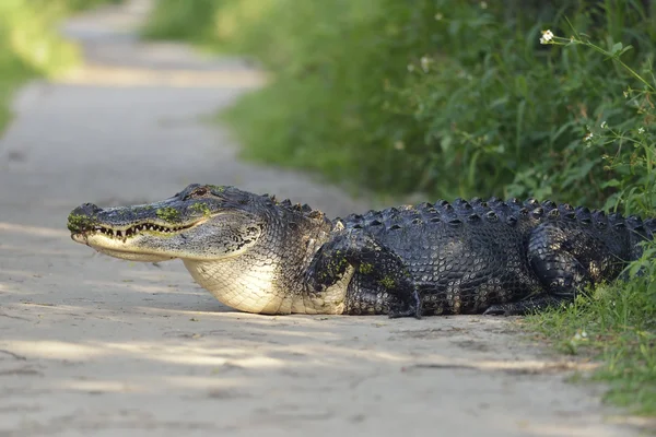 Nagy floridai aligátor — Stock Fotó