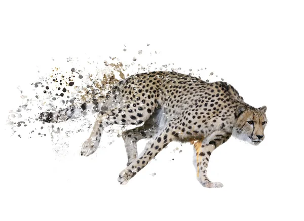 Aquarel van Luipaard (Acinonyx jubatus) — Stockfoto