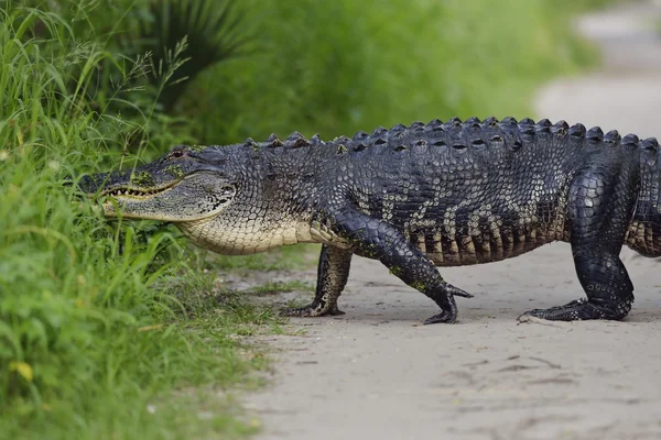 Großer Floridaalligator — Stockfoto
