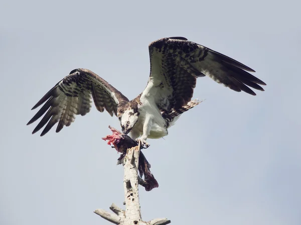 Osprey balık besleme — Stok fotoğraf