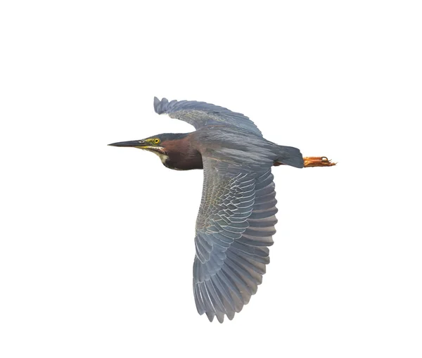 Groene reiger op witte achtergrond — Stockfoto