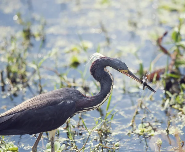 Tricolored Heron alimentação — Fotografia de Stock