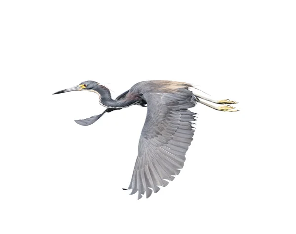 Garza tricolor en vuelo — Foto de Stock