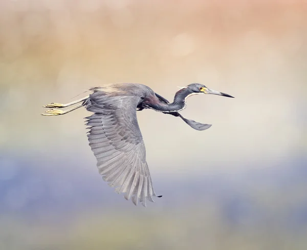 Tricolored Heron in Flight — Stock Photo, Image