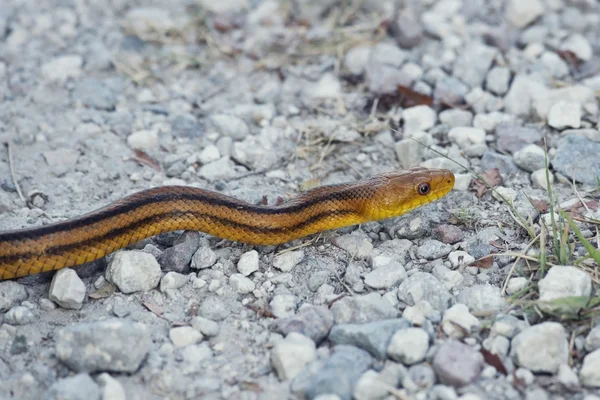 Serpiente de rata amarilla — Foto de Stock