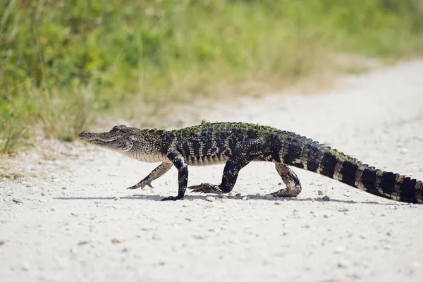 Amerikanischer Alligator — Stockfoto