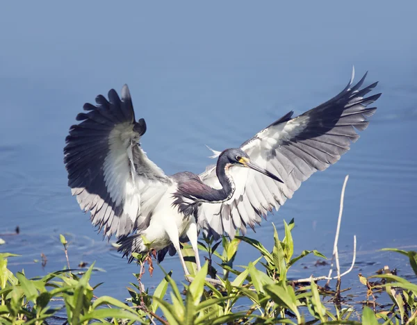 Tricolored Heron landing — Stock Photo, Image