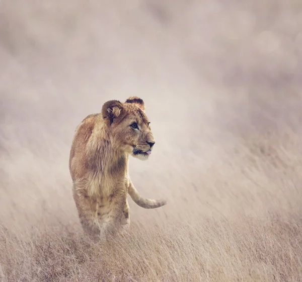 Leão filhote andando — Fotografia de Stock